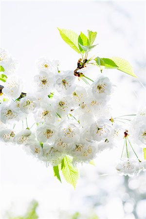 simsearch:6102-03905680,k - Flowering fruit-tree, Sweden. Foto de stock - Royalty Free Premium, Número: 6102-03865920