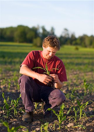 farmer looking at farm photos - A farmer on a field, Sweden. Foto de stock - Sin royalties Premium, Código: 6102-03866095