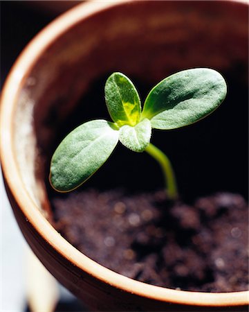 seedling - A sprout of a sunflower, Sweden. Stock Photo - Premium Royalty-Free, Code: 6102-03866106