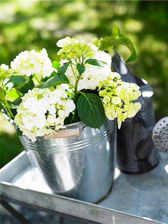 Flowers in a bucket and a water jug, Stockholm, Sweden. Stock Photo - Premium Royalty-Free, Code: 6102-03866234