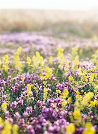 simsearch:6102-03749129,k - A flowery meadow, Sweden. Stock Photo - Premium Royalty-Free, Code: 6102-03866340