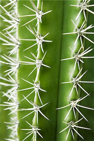 simsearch:6102-03866399,k - A green cactus, close-up, Aruba. Foto de stock - Sin royalties Premium, Código: 6102-03866399
