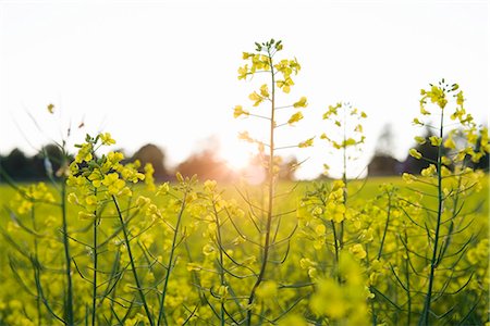 Fields of rape, Skane, Sweden. Stock Photo - Premium Royalty-Free, Code: 6102-03866561