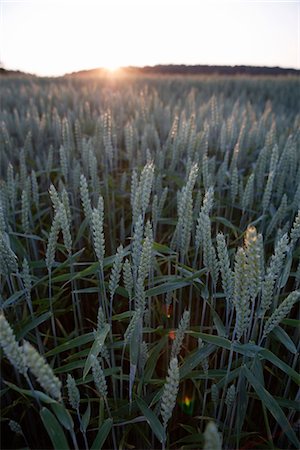 Field of corn, Skane, Sweden. Stock Photo - Premium Royalty-Free, Code: 6102-03866562