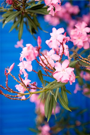 flowers greece - Flowers, Greece. Stock Photo - Premium Royalty-Free, Code: 6102-03866591