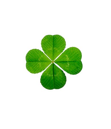 A four-leaf clover, Sweden. Stock Photo - Premium Royalty-Free, Code: 6102-03866666