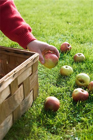 The hand of a woman picking apples, Sweden. Stock Photo - Premium Royalty-Free, Code: 6102-03867304