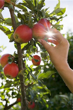 simsearch:6102-08520668,k - Hand picking an apple from a tree, Sweden. Stock Photo - Premium Royalty-Free, Code: 6102-03826775