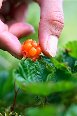 raspberry fingers - A hand picking cloudberry, Jamtland, Sweden, close-up. Stock Photo - Premium Royalty-Free, Code: 6102-03826896