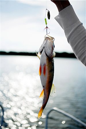 simsearch:6102-03866566,k - A newly caught fish, Sweden. Foto de stock - Sin royalties Premium, Código: 6102-03826913