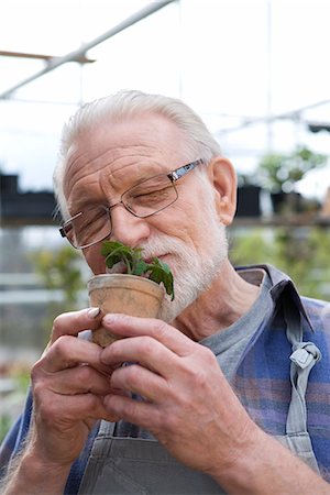 smelling old people - Old scandinavian man smelling a plant, Sweden. Stock Photo - Premium Royalty-Free, Code: 6102-03827022