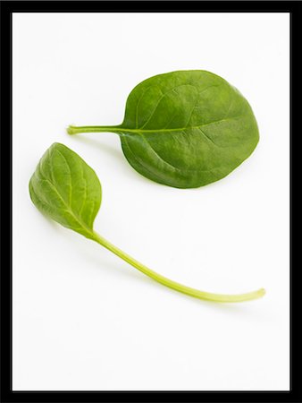 Basil, close-up. Stock Photo - Premium Royalty-Free, Code: 6102-03827471