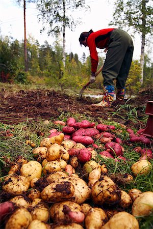 simsearch:6102-05802499,k - A woman and potatoes, Norrbotten, Sweden. Foto de stock - Sin royalties Premium, Código: 6102-03827557