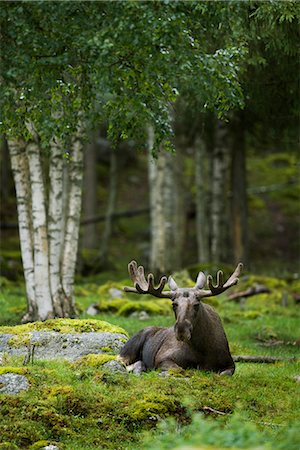 elks sweden - A moose laying down, Sweden. Stock Photo - Premium Royalty-Free, Code: 6102-03827680