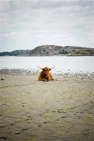 Schottische Hochlandrinder am Meer, Schweden. Stockbilder - Premium RF Lizenzfrei, Bildnummer: 6102-03827812