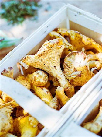 Girolles en boîtes, Suède. Photographie de stock - Premium Libres de Droits, Code: 6102-03828023