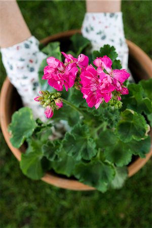 earth future - The hands of a woman setting a flower in a pot. Stock Photo - Premium Royalty-Free, Code: 6102-03828175