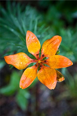 fresh flowers for water drops - An orange-coloured lily, Sweden. Foto de stock - Sin royalties Premium, Código: 6102-03828371