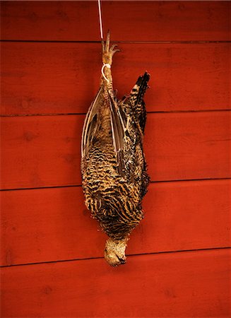 Un tétras accroché à un mur rouge, Suède. Photographie de stock - Premium Libres de Droits, Code: 6102-03828801
