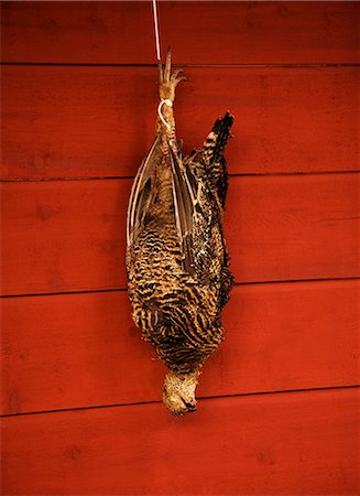 die bird - A black grouse hanging against a red wall, Sweden. Stock Photo - Premium Royalty-Free, Code: 6102-03828801