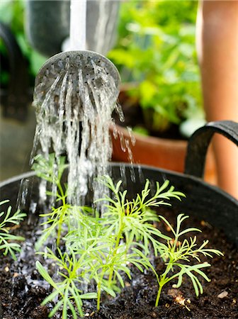 A girl watering plants, close-up, Sweden. Stock Photo - Premium Royalty-Free, Code: 6102-03828818