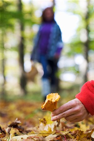 simsearch:6102-08520595,k - Two women picking mushrooms, Sweden. Stock Photo - Premium Royalty-Free, Code: 6102-03829059