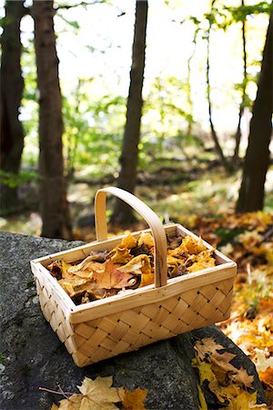 djurgarden - A basket full of chanterelles, Sweden. Fotografie stock - Premium Royalty-Free, Codice: 6102-03829037