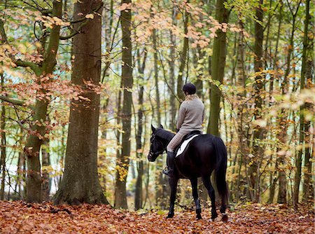 scandinavia horse - A woman riding a horse in autumn, Sweden. Stock Photo - Premium Royalty-Free, Code: 6102-03903927