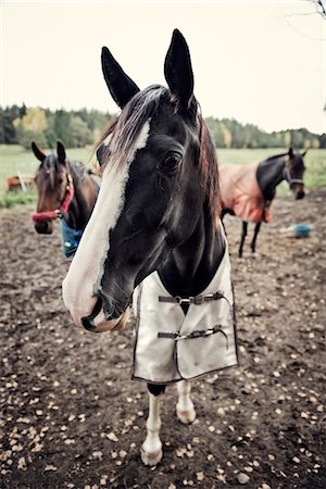 enlarged - Three horses, Sweden. Foto de stock - Sin royalties Premium, Código: 6102-03904176
