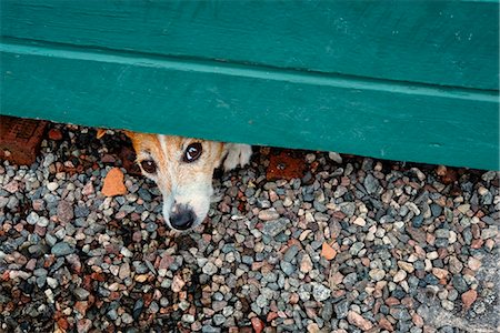 perro guardián - A dog hiding, Sweden. Foto de stock - Sin royalties Premium, Código: 6102-03904398