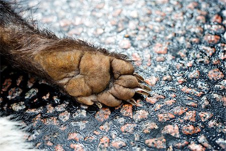 pata (con garra) - A dead badger on a road, close-up, Sweden. Foto de stock - Sin royalties Premium, Código: 6102-03904401