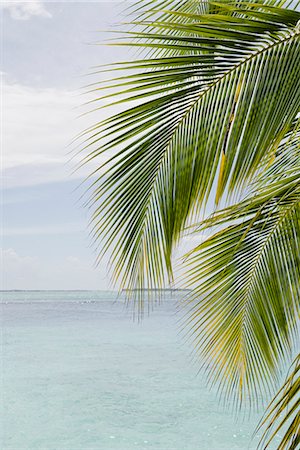 palm leaf - A palm tree by a beach, the Maldives. Foto de stock - Sin royalties Premium, Código: 6102-03904802