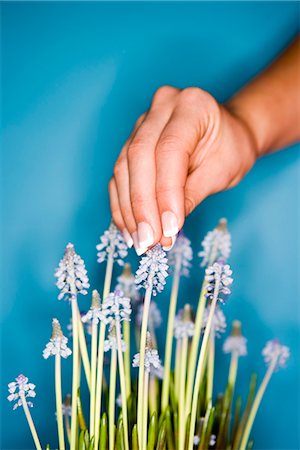 simsearch:6102-03750354,k - Une main féminine sur un Muscari. Photographie de stock - Premium Libres de Droits, Code: 6102-03904944