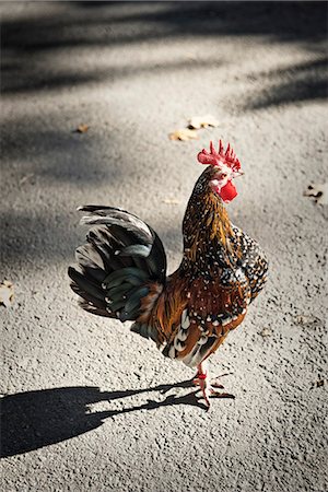 rooster - Portrait d'un coq, Suède. Photographie de stock - Premium Libres de Droits, Code: 6102-03904993