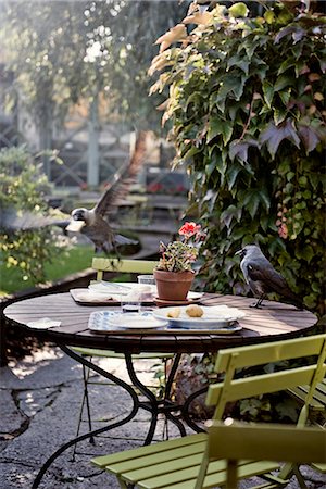 Crows arraché la nourriture d'une table dans un café, Suède. Photographie de stock - Premium Libres de Droits, Code: 6102-03904996