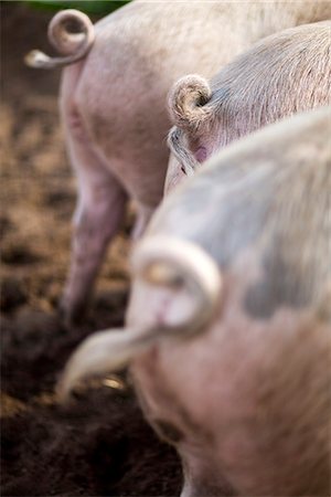 pig back views - The hind quarters of three pigs, Sweden. Stock Photo - Premium Royalty-Free, Code: 6102-03904924