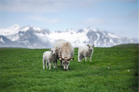 Sheep sitting on grass Foto de stock - Sin royalties Premium, Código: 6102-03905078