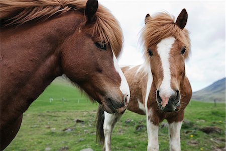 scandinavia horse - View of Horse, close-up Stock Photo - Premium Royalty-Free, Code: 6102-03905079