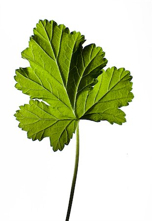 Leaf of geranium. Foto de stock - Sin royalties Premium, Código: 6102-03905097