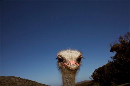 feo - Ostrich against a blue sky, South Africa. Foto de stock - Sin royalties Premium, Código: 6102-03905015