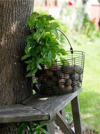 potatoes garden - Potatoes in a basket, Sweden. Stock Photo - Premium Royalty-Free, Code: 6102-03905022