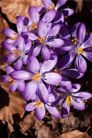 simsearch:6102-08760203,k - Fleurs de printemps sur le sol, Suède. Photographie de stock - Premium Libres de Droits, Code: 6102-03905536