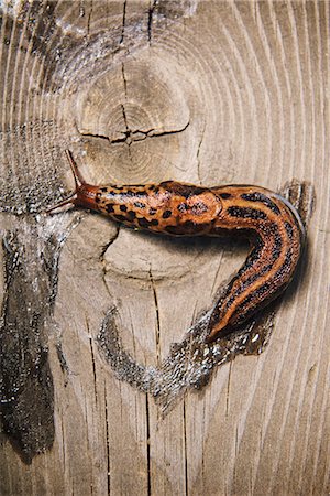 Snail on wood, Sweden. Stock Photo - Premium Royalty-Free, Code: 6102-03905683