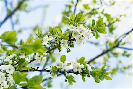 simsearch:6102-03905680,k - Branch of a plum tree, Sweden. Foto de stock - Royalty Free Premium, Número: 6102-03905680