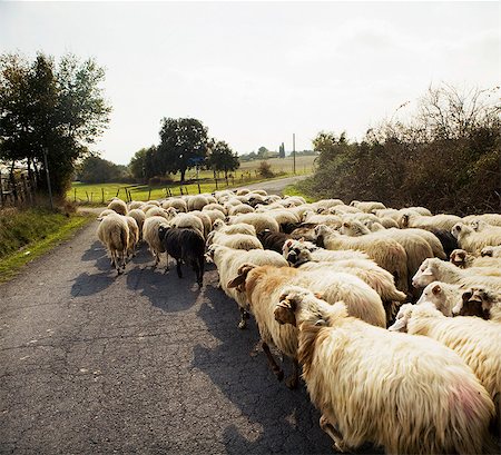 Un troupeau de moutons, Italie. Photographie de stock - Premium Libres de Droits, Code: 6102-03905624