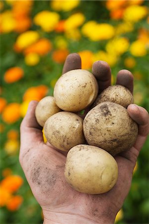 Hand, die hält Kartoffeln voller Erde, Schweden. Stockbilder - Premium RF Lizenzfrei, Bildnummer: 6102-03905711