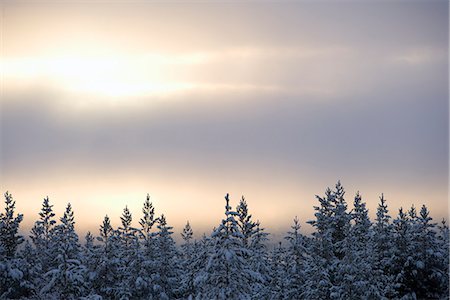 View of winter forest at dusk Stock Photo - Premium Royalty-Free, Code: 6102-03905729