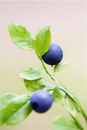 Close-up of bilberry fruits Stock Photo - Premium Royalty-Free, Code: 6102-03905833