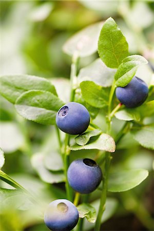 Close-up of bilberry fruits Stock Photo - Premium Royalty-Free, Code: 6102-03905832