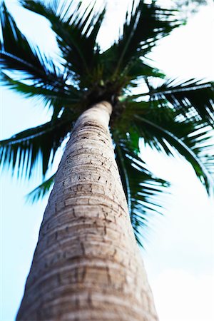 palm tree trunk - Low angle view of palm tree Stock Photo - Premium Royalty-Free, Code: 6102-04929404